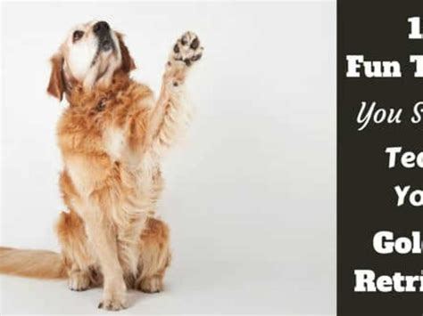 Image result for Labrador Tricks