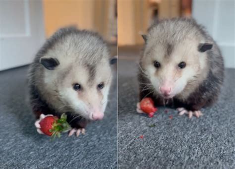 Opossum Eating