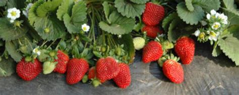 水培草莓种植方法和注意事项 怎么水培草莓和禁忌_知秀网