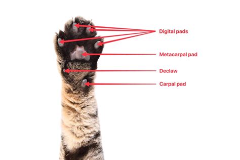 Cat Paw Pads Rough at George Bousquet blog