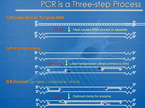 Image result for PCR 4 Step Process