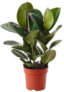 Cloud Farm Rubber Tree Price in India - Buy Cloud Farm Rubber Tree ...