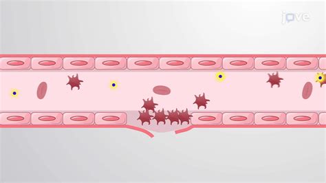 Image result for Positive Feedback Loop Example