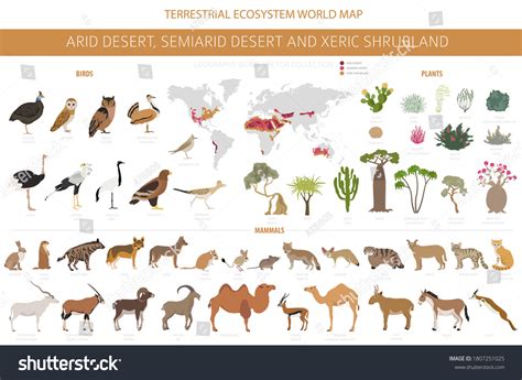 Desert Biome Animals