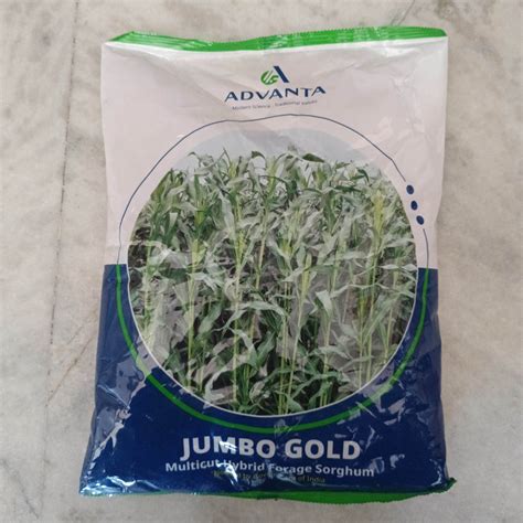 Jumbo Gold - Multicut Hybrid Forage Sorghum (Advanta) | Farmers Stop