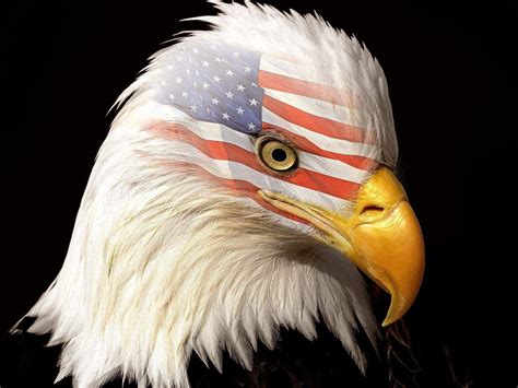 American Flag Eagles Wallpapers - Top Free American Flag Eagles ...