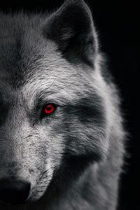Wolf Poster | Wolf Posters for Room | Unframed | With Self Adhesive ...