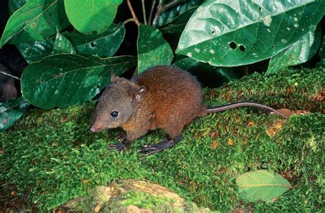 Image result for Kangaroo Evolution Tree