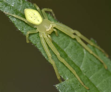 American green crab spider - Misumessus oblongus - BugGuide.Net