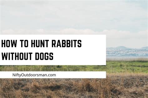 Image result for Rabbit Hunting without Dogs