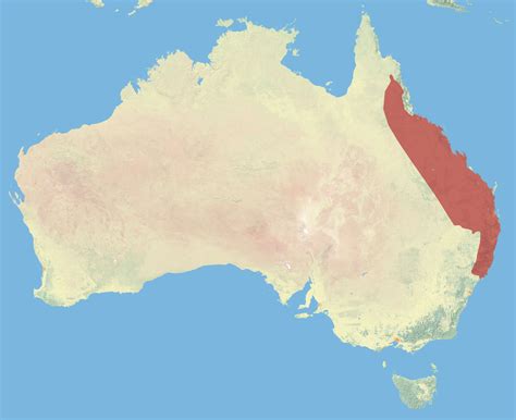 Rufous rat-kangaroo - Facts, Diet, Habitat & Pictures on Animalia.bio