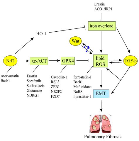 Role of Ferroptosis in Regulating the Epithelial–Mesenchymal Transition ...