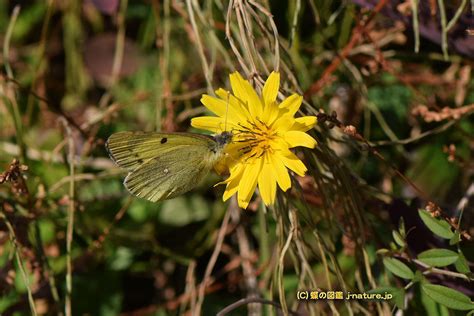 Image result for Flutter Webview Source Code