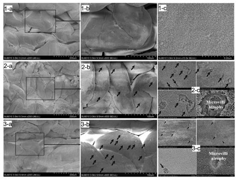 Experimental Studies on the Impact of the Projected Ocean Acidification ...
