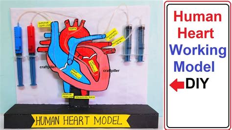 Working Model of Heart 的图像结果