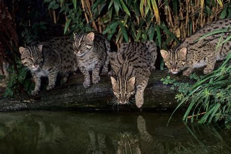渔猫：亚洲最有灭绝风险的中小型猫科动物之一，在中国或已消失_活动
