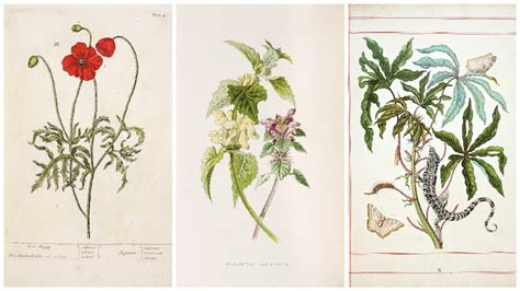 Art therapy for weeds turns them into ‘street flowers’ – The Irish Times