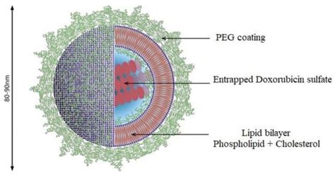 Nano-Formulation Based Intravesical Drug Delivery Systems: An Overview ...