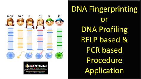 Image result for DNA Fingerprinting Worksheet Back Answer Key