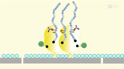 Peptide Microarray Applications 的图像结果