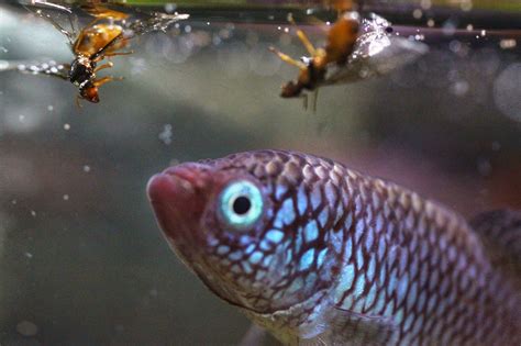 Choose The Right Aquarium Fish Food: Live infusoria, Grindal, earthworms, Microworms and pond ...