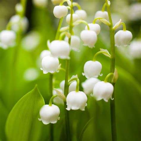 May Birth Flowers & Meanings: Lily of the Valley & Hawthorn