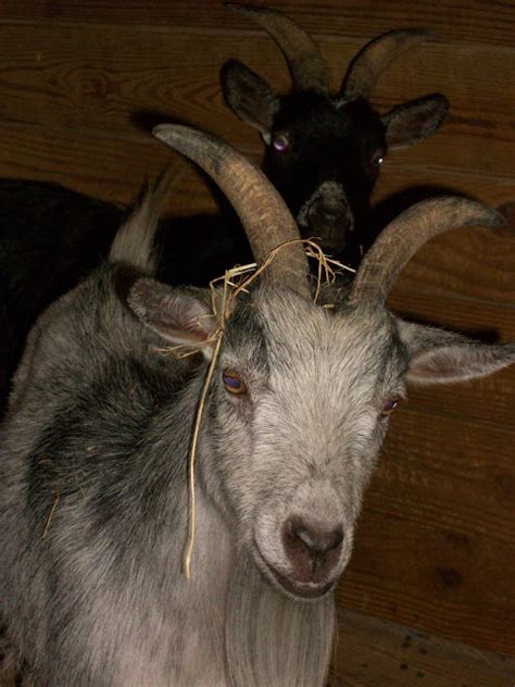 Sick Goat 的图像结果