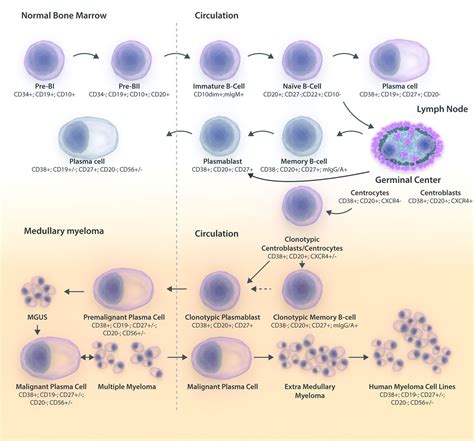 Memory B Cell Markers