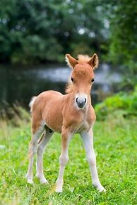 Image result for Beautiful Baby Horses