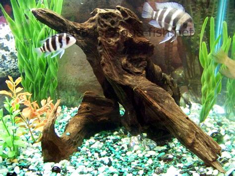 How to Test Wood for Aquariums 的图像结果