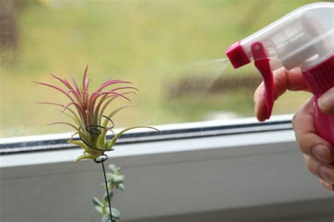Air Plant Guide – ChhajedGarden.com