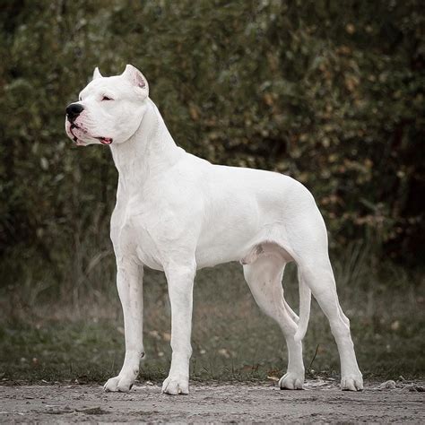 How Much Dogo Argentino Cost