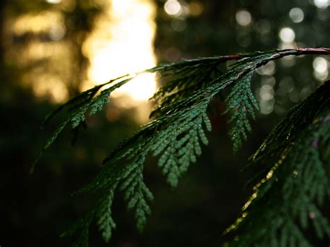 Download wallpaper 1400x1050 thuja, branch, macro, green, plant ...