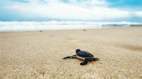 Image result for MagicPad Sea Turtle