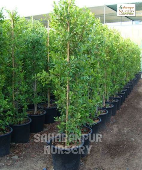Hedge Plants – Natural Green Fencing for Your Garden — Saharanpur Nursery