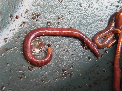 Earthworm - Lumbricus terrestris, species information page. Also known ...