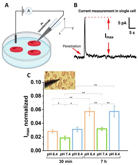 The Effect of the Acid-Base Imbalance on the Shape and Structure of Red ...