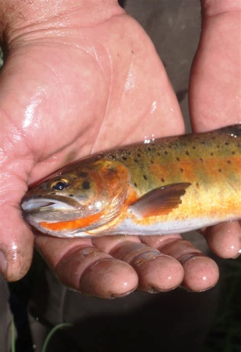Rio Grande Cutthroat Trout (Oncorhynchus clarkii virginalis) | U.S ...