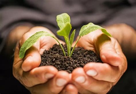 Indica Marijuana Strains 的图像结果