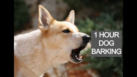 How To Stop Barking Dog In Seconds