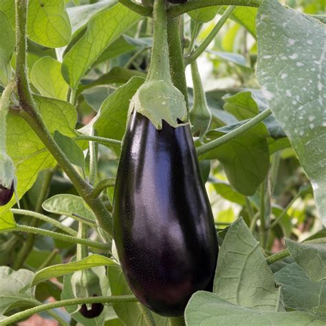Brinjal Plant