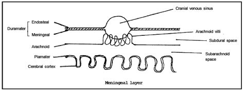 The Human Brain - Biology Class 11 - NEET PDF Download