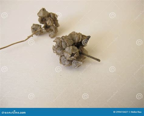 Seed Pods from Wild Common Mallow Stock Image - Image of wildcrafted ...
