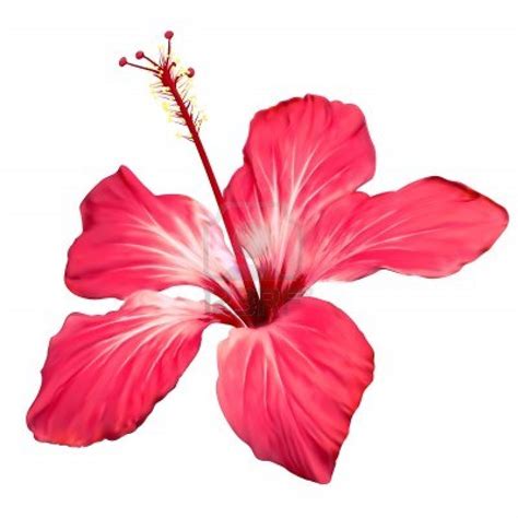 Free Tropical Flowers Cliparts, Download Free Tropical Flowers Cliparts ...