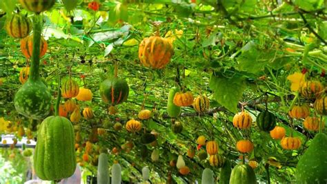 秋天的旺山南瓜園 Pumpkin garden in Elan, Taiwan 20130909 - YouTube