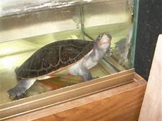 tortue eau douce aquarium bassin d int 233 rieur pour tortue aquariophilie org tortue eau douce aquarium bassin d int 233 rieur pour tortue aquariophilie org