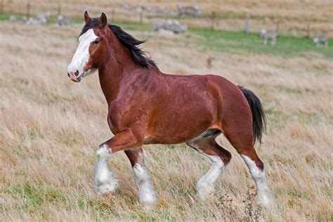 How Are Horses Breed