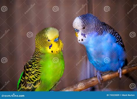 Talking Birds stock image. Image of wildlife, ranch, birds - 73522009