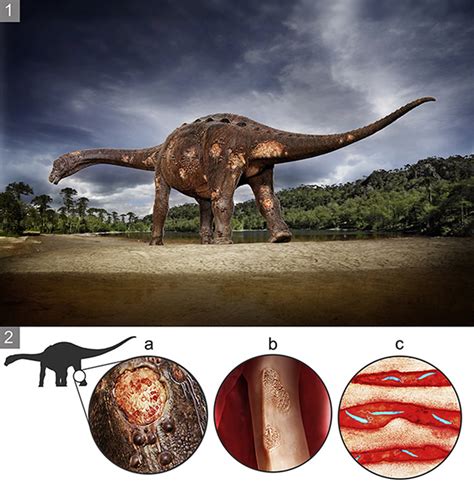 《白垩纪研究》杂志：巴西研究人员在恐龙化石中发现血液寄生虫 - 化石网