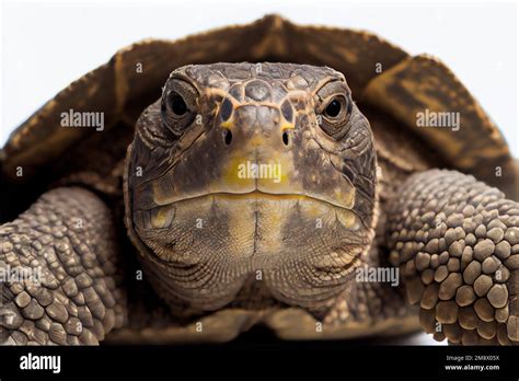 Image result for Snapping Turtle Poop